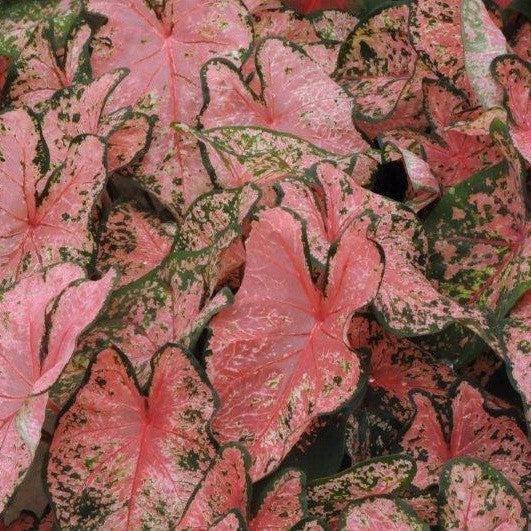 Caladium 'Pink Beauty' ~ Pink Beauty Caladium-ServeScape