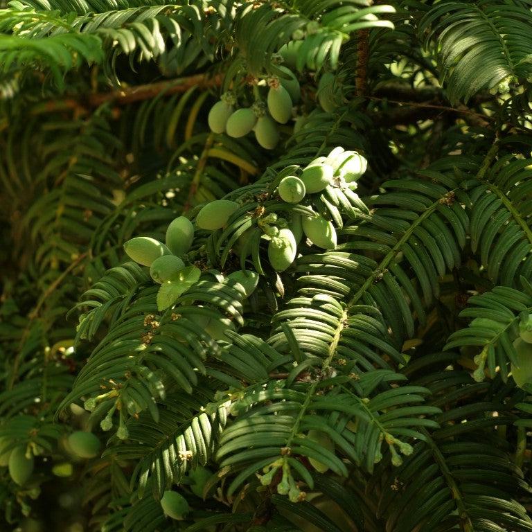 Cephalotaxus harringtonia var. drupacea ~ Drupacea Japanese Plum Yew-ServeScape