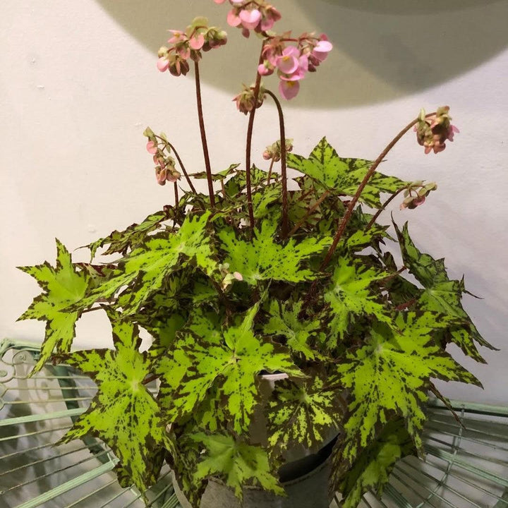 Begonia 'Geometry' ~ Geometry Rex Begonia-ServeScape