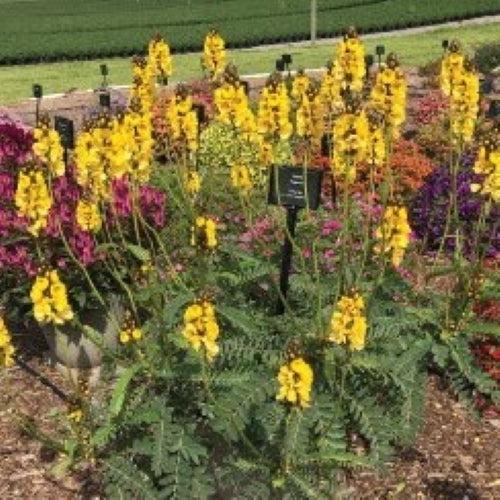 Senna didymobotyra ~ Popcorn Cassia-ServeScape