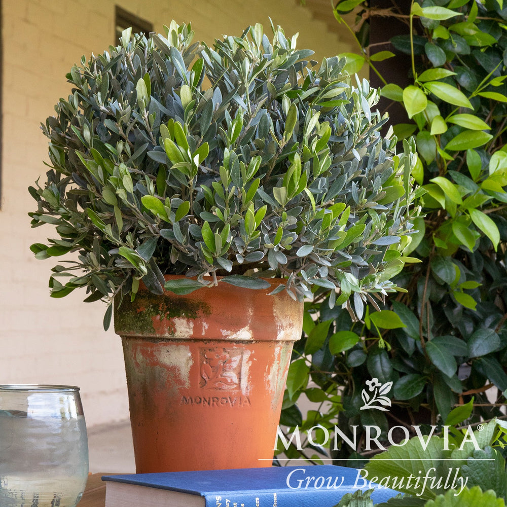 Olea europaea 'Montra' ~ Monrovia® Little Ollie® Dwarf Olive-ServeScape