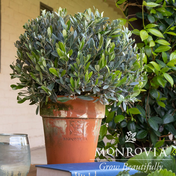 Olea europaea 'Montra' ~ Monrovia® Little Ollie® Dwarf Olive-ServeScape