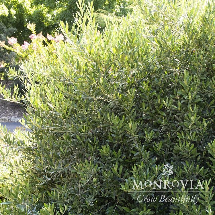 Olea europaea 'Montra' ~ Monrovia® Little Ollie® Dwarf Olive-ServeScape