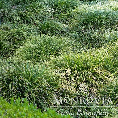 Ophiopogon japonicus ~ Monrovia® Mondo Grass-ServeScape