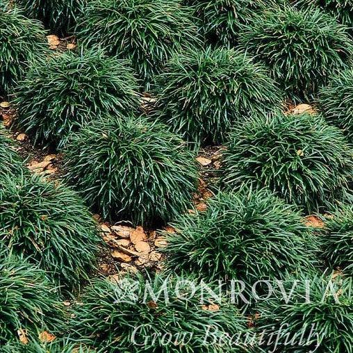 Ophiopogon japonicus 'Nanus' ~ Monrovia® Dwarf Mondo Grass-ServeScape
