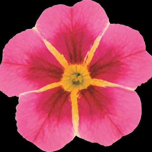 Calibrachoa hybrida 'Tiktok Rose' ~ Tik Tok® Rose Calibrachoa-ServeScape