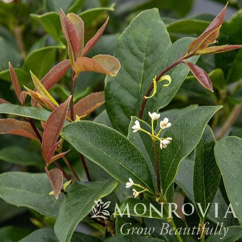 Osmanthus fragrans ~ Monrovia® Fragrant Tea Olive, Sweet Olive-ServeScape