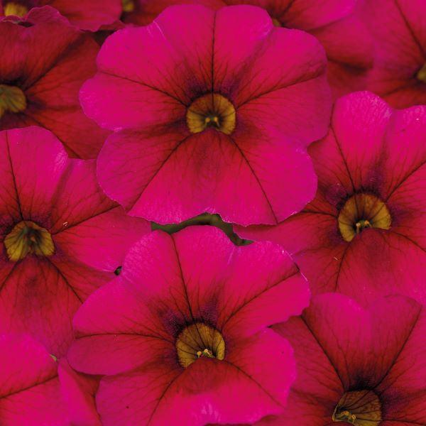 Calibrachoa 'Calitastic Raspberry' ~ Calitastic® Raspberry Calibrachoa-ServeScape