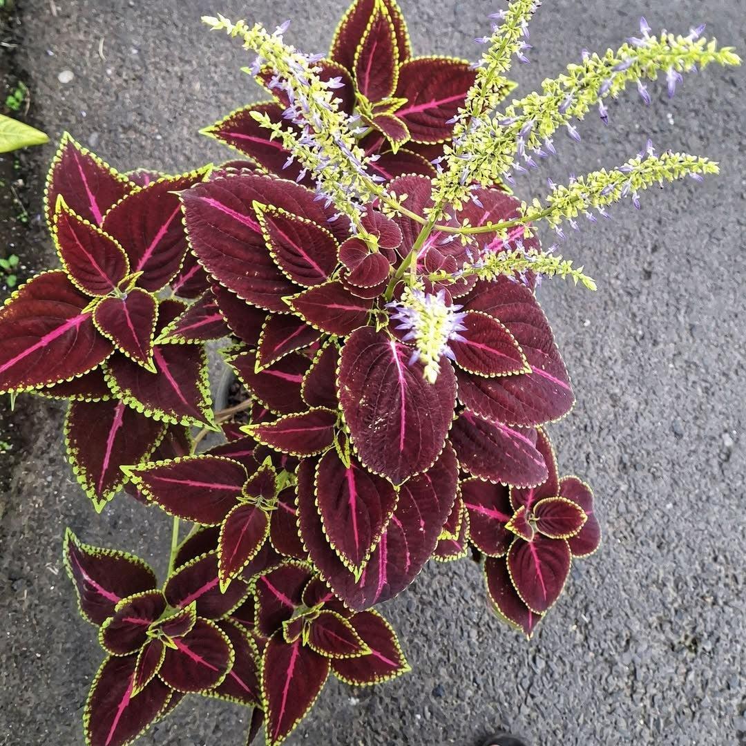Solenostemon scutellarioides 'PAS2032' ~ Wizard® Velvet Red Coleus-ServeScape