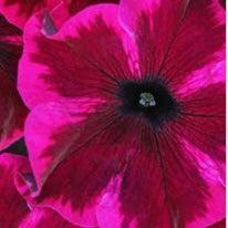 Petunia hybrid 'Wescopracopi’ ~ Crazytunia® Cosmic Purple Petunia-ServeScape
