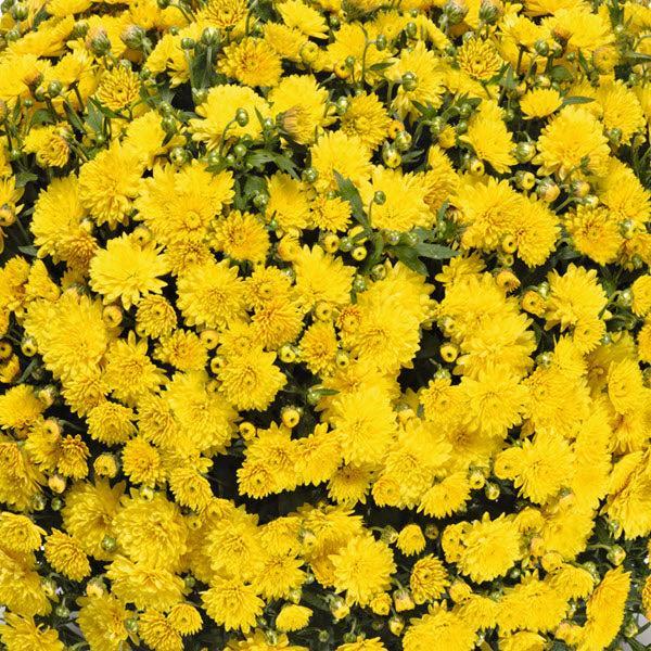 Chrysanthemum x morifolium 'Venos Yellow' ~ Venos Yellow Mum-ServeScape