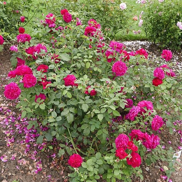 Rosa 'Darcey Bussell' ~ Darcey Bussell Rose-ServeScape