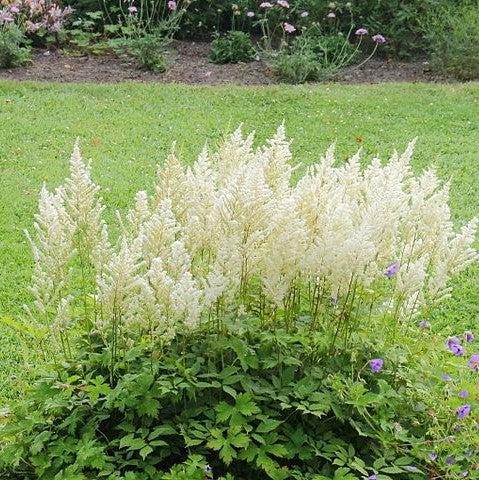 Astilbe 'Verswhite' ~ Younique™ White Astilbe-ServeScape