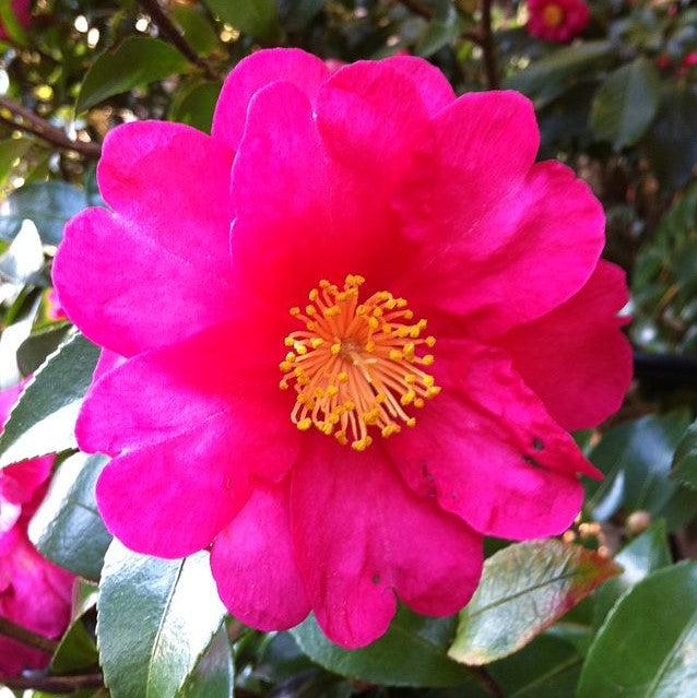 Camellia sasanqua 'Brandy's Temper' ~ Brandy's Temper Camellia-ServeScape