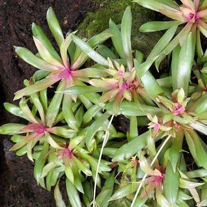 Crassula orbicularis var. rosularis ~ Rose Curly Jade-ServeScape