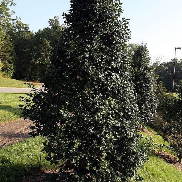 Ilex opaca 'Dan Fenton' ~ Dan Fenton American Holly-ServeScape