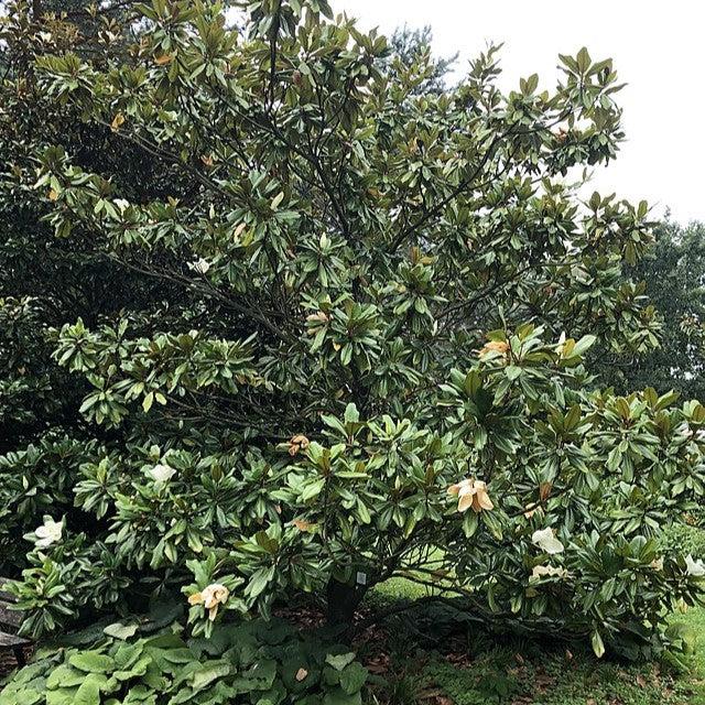 Magnolia grandiflora ‘Edith Bogue' ~ Edith Bogue Southern Magnolia-ServeScape