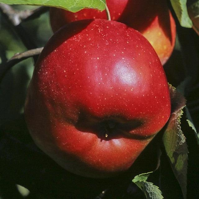 Malus domestica 'Melrose' ~ Melrose Apple-ServeScape