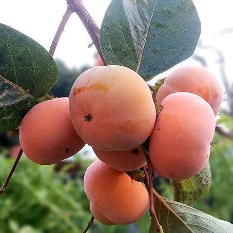 Diospyros kaki 'Fuyugaki' ~ Fuyugaki Persimmon-ServeScape