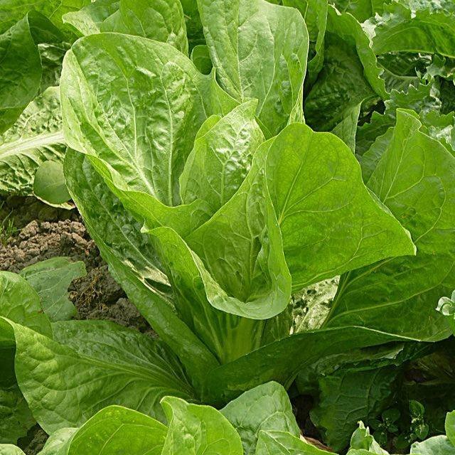 Lactuca sativa var. longifolia ~ Romaine Lettuce-ServeScape