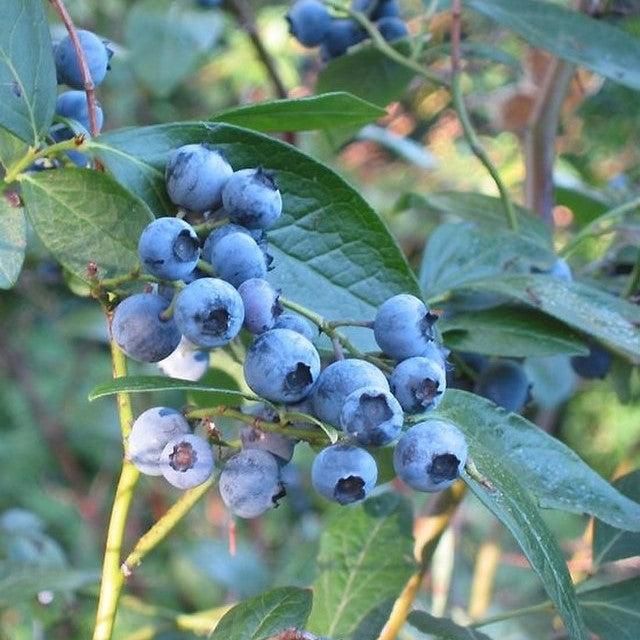 Vaccinium corymbosum 'Arlen' ~ Arlen Blueberry-ServeScape