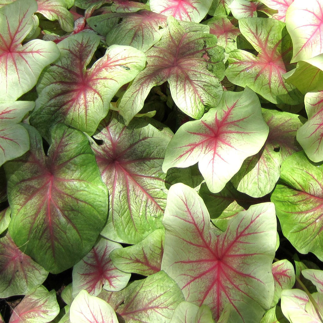 Caladium 'Mint Julep' ~ Mint Julep ™ Caladium-ServeScape