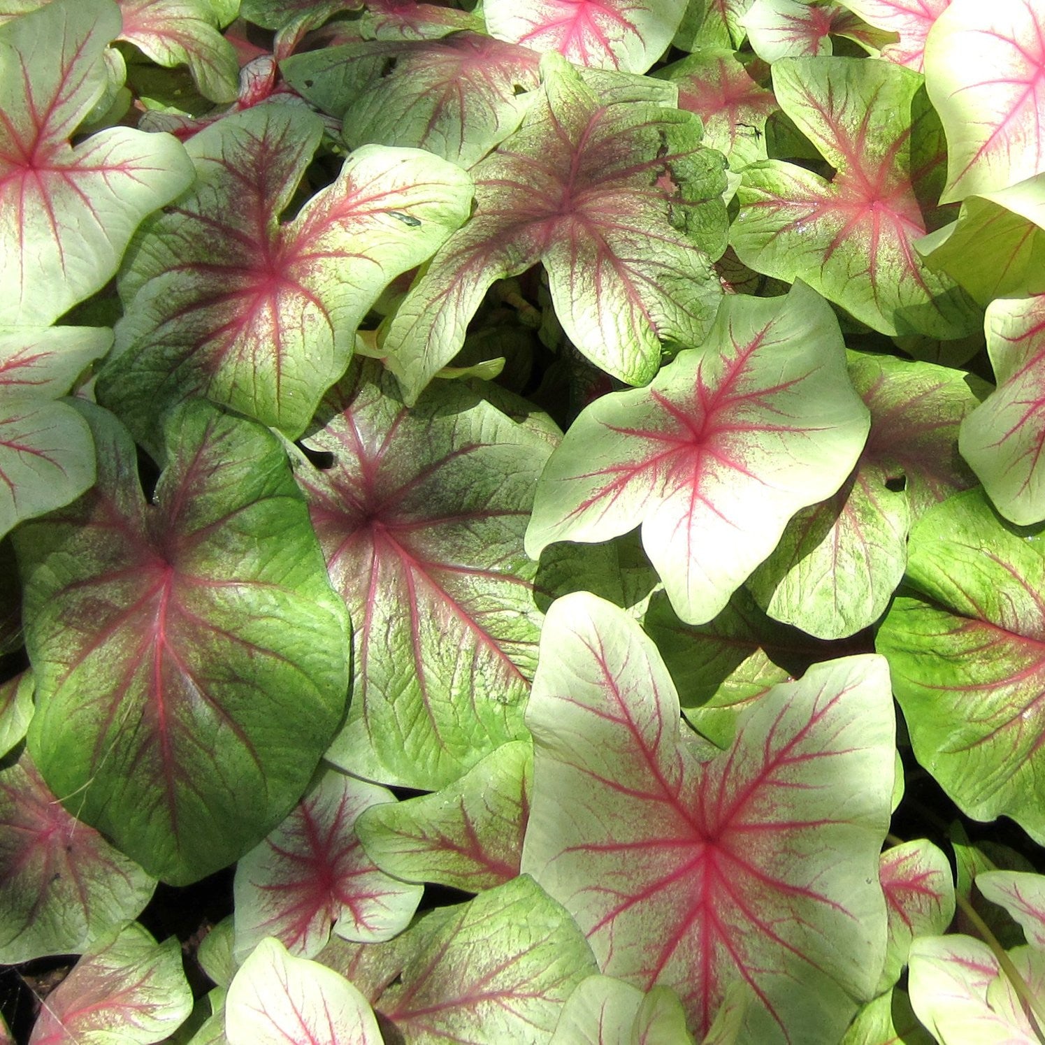 Caladium 'Mint Julep' ~ Mint Julep ™ Caladium-ServeScape