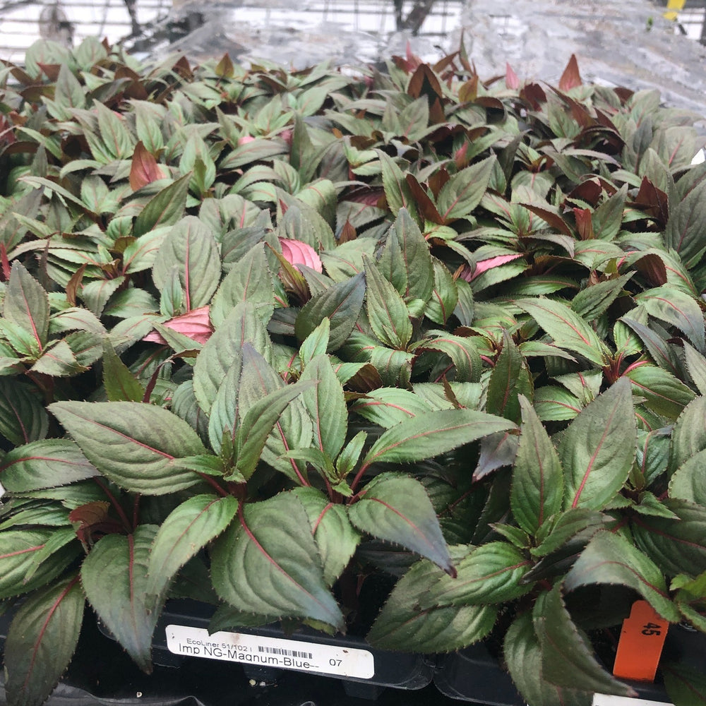 Impatiens hawkeri 'Magnum Blue' ~ Magnum Blue New Guinea Impatiens-ServeScape