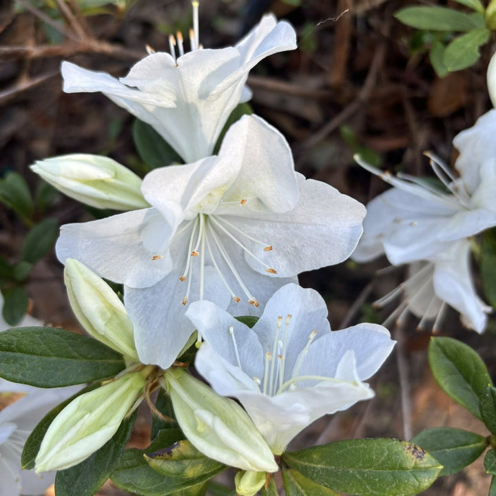 Rhododendron 'Irish Creme' ~ Irish Creme Azalea-ServeScape
