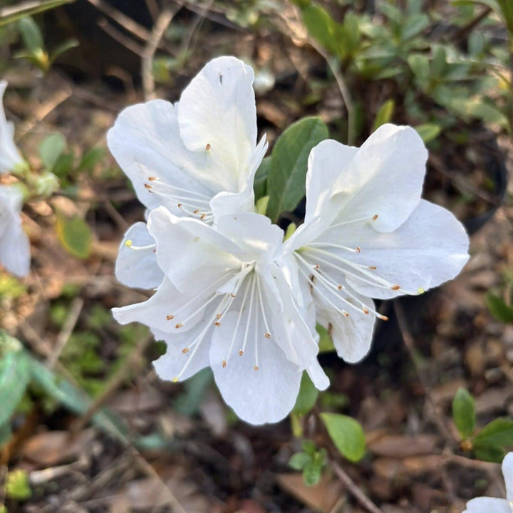 Rhododendron 'Irish Creme' ~ Irish Creme Azalea-ServeScape