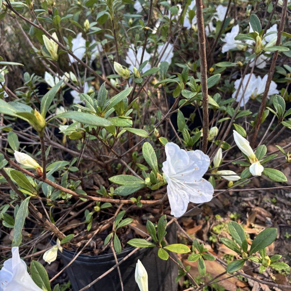 Rhododendron 'Irish Creme' ~ Irish Creme Azalea-ServeScape