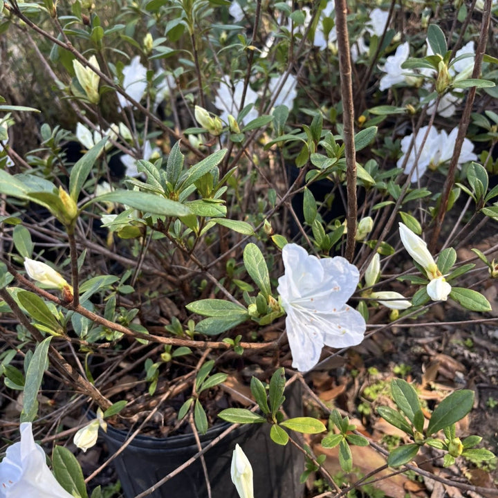 Rhododendron 'Irish Creme' ~ Irish Creme Azalea-ServeScape