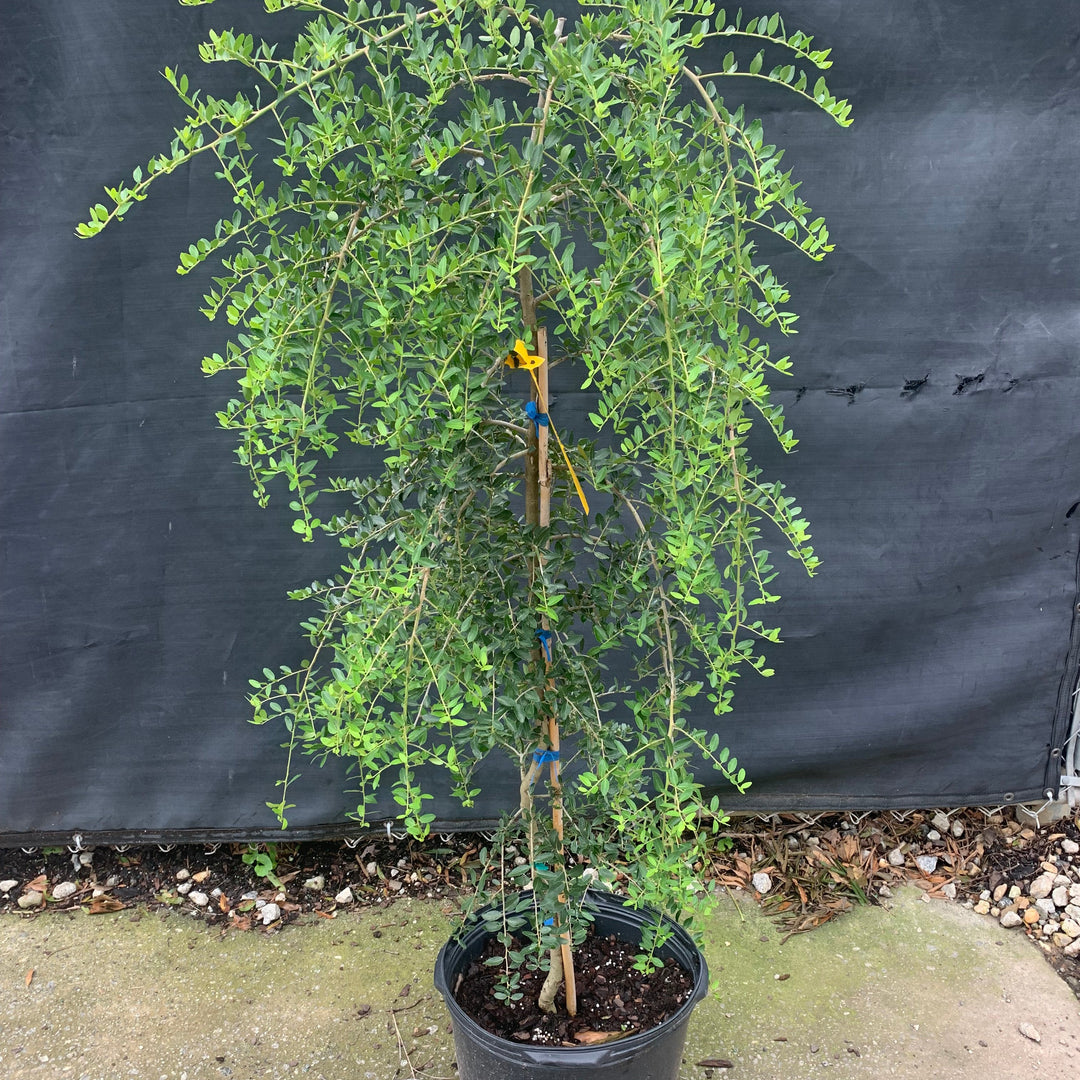 Ilex vomitoria 'Pendula' ~ Weeping Yaupon Holly-ServeScape