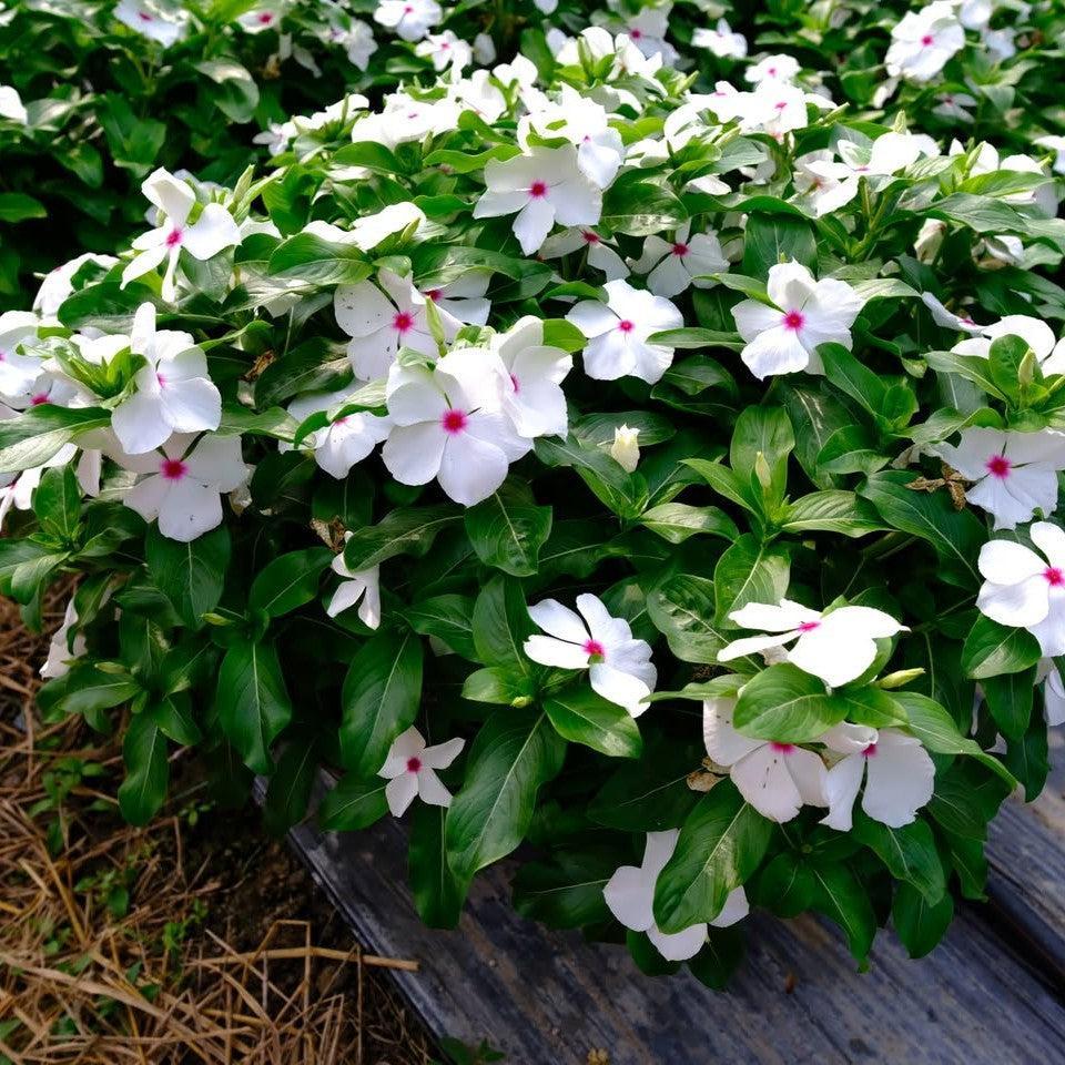 Catharanthus roseus 'Mega Bloom Polka Dot' ~ Mega Bloom® Polka Dot Vinca-ServeScape