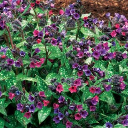 Pulmonaria 'Victorian Brooch' ~ Victorian Brooch Lungwort-ServeScape