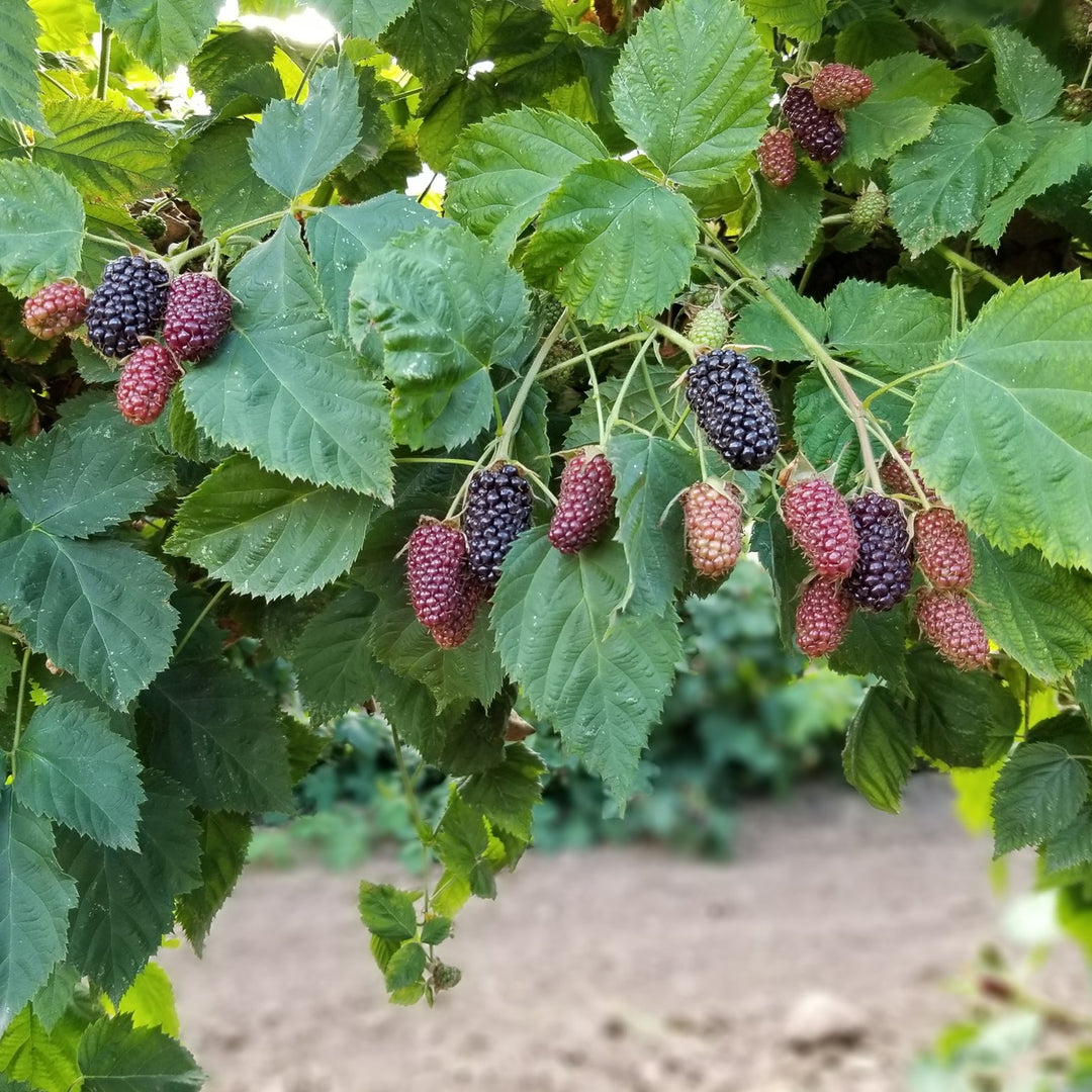 Rubus fruticosus 'Columbia Star' ~ Columbia Star Thornless Blackberry-ServeScape