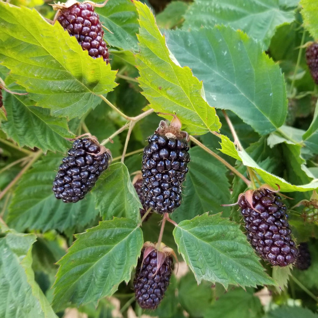 Rubus fruticosus 'Columbia Star' ~ Columbia Star Thornless Blackberry-ServeScape