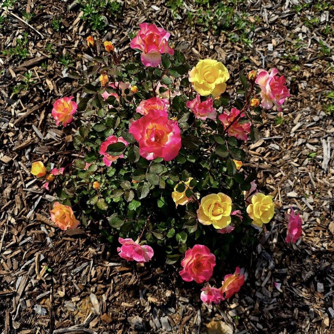 Rosa ‘VLR12062‘ PP36022 ~ Bloomin' Easy® Gumball Goody™ Rose-ServeScape