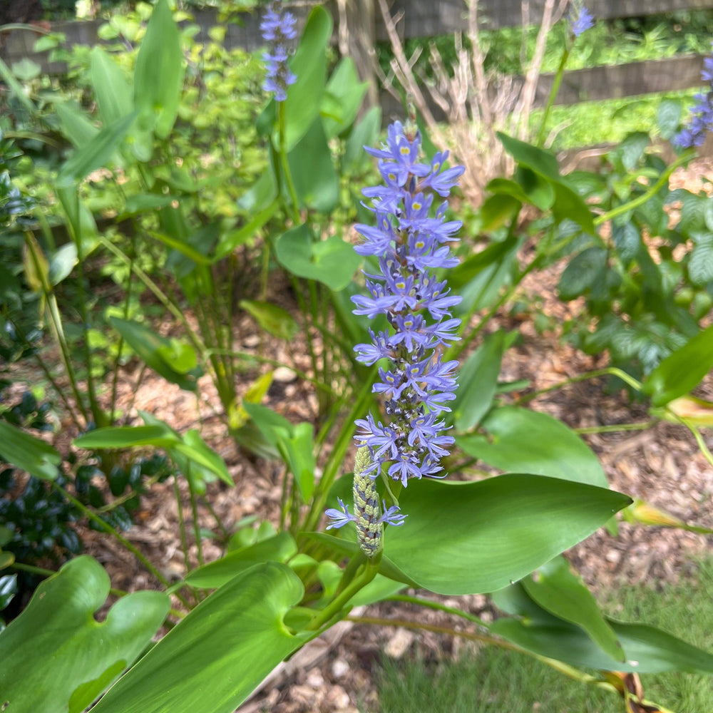Pontaderia cordata ~ Pickerelweed-ServeScape