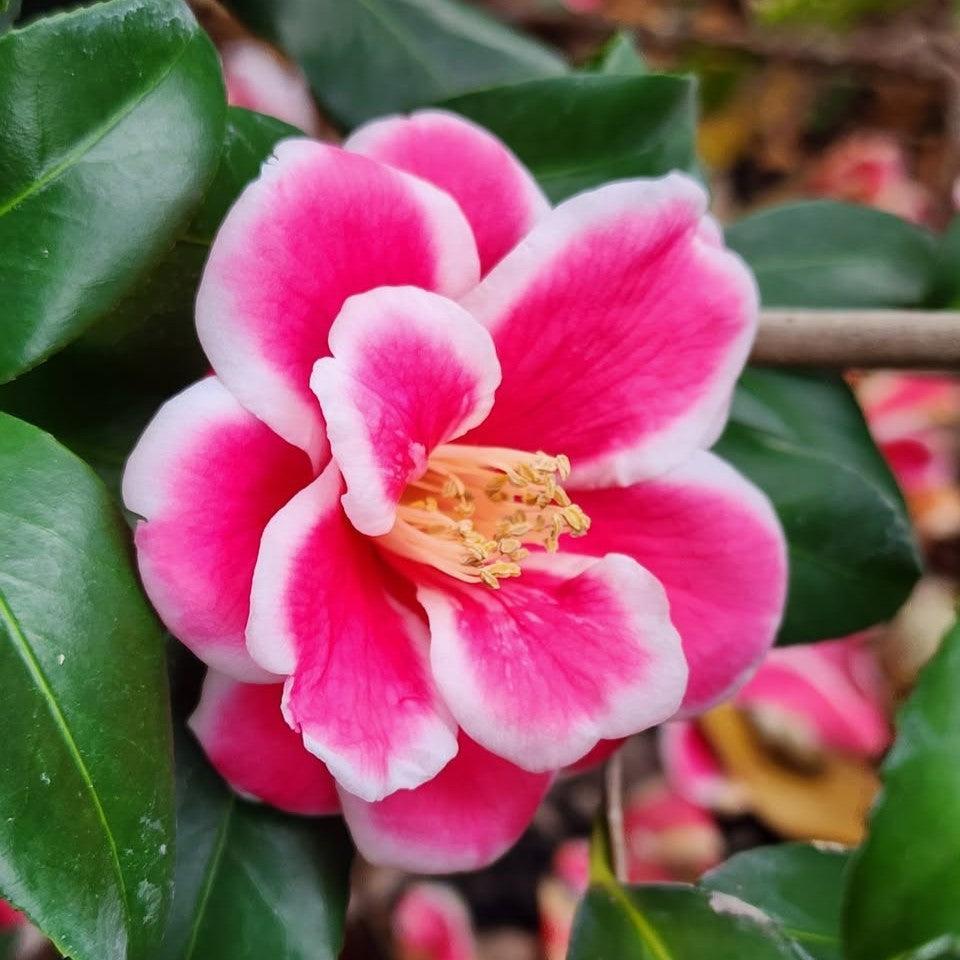 Camellia 'Green J-039' ~ Christmas Carol™ Camellia-ServeScape