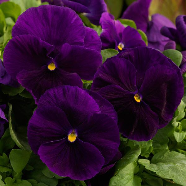 Viola x wittrockiana 'Majestic Giants II Purple with Blotch' ~ Majestic Giants II Purple with Blotch Pansy-ServeScape