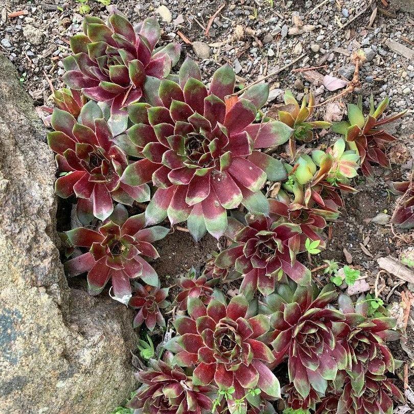 Sempervivum 'Hopewell' ~ Hopewell Hens and Chicks-ServeScape