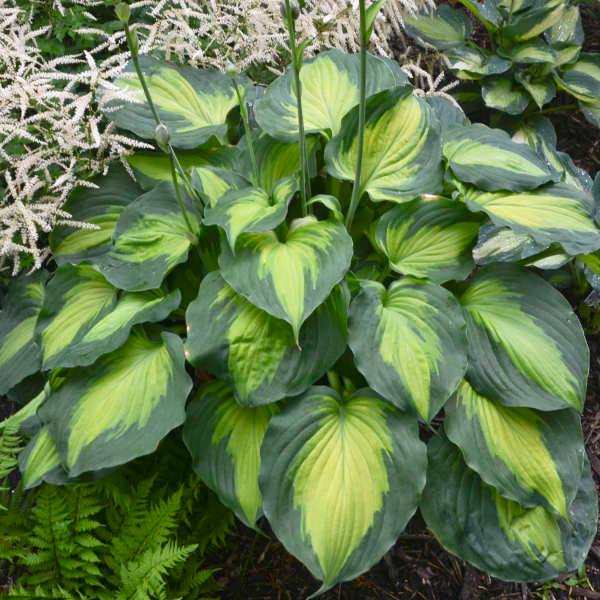 Hosta 'Beyond Glory' ~ Beyond Glory Hosta-ServeScape