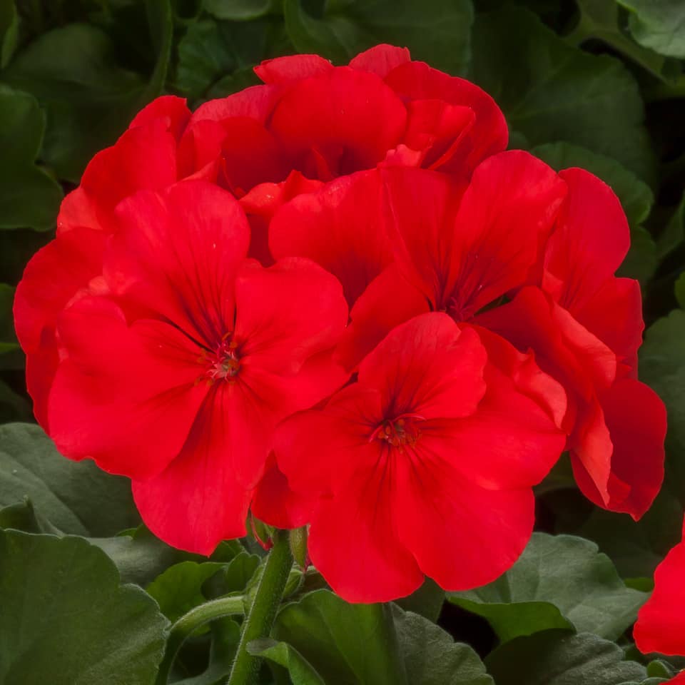 Pelargonium interspecific 'Calliope Large Orange Splash' ~ Calliope® Large Orange Splash Geranium-ServeScape