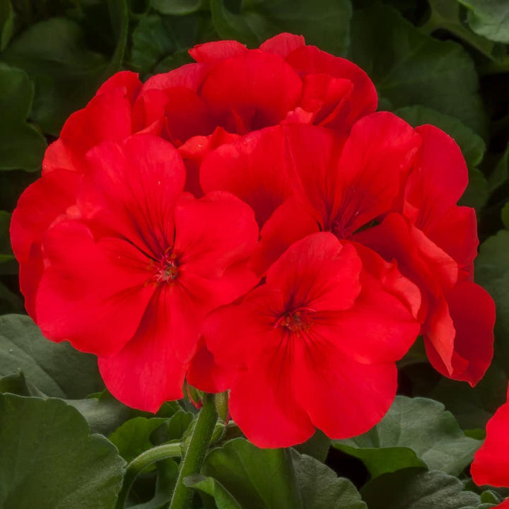 Pelargonium interspecific 'Calliope Large Orange Splash' ~ Calliope® Large Orange Splash Geranium-ServeScape