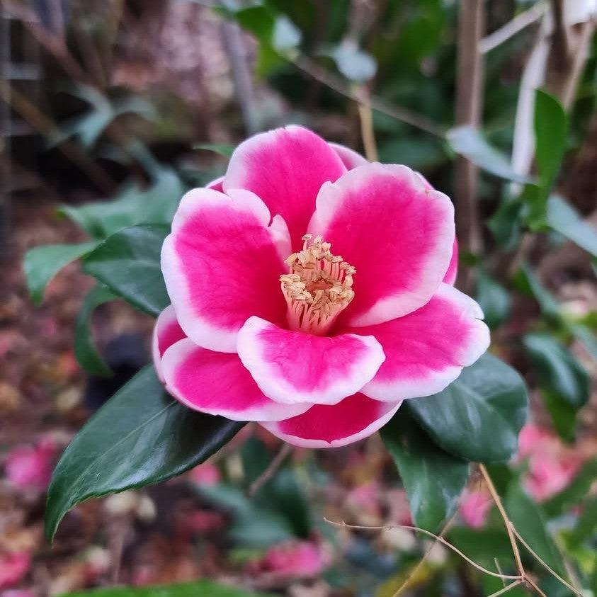 Camellia 'Green J-039' ~ Christmas Carol™ Camellia-ServeScape