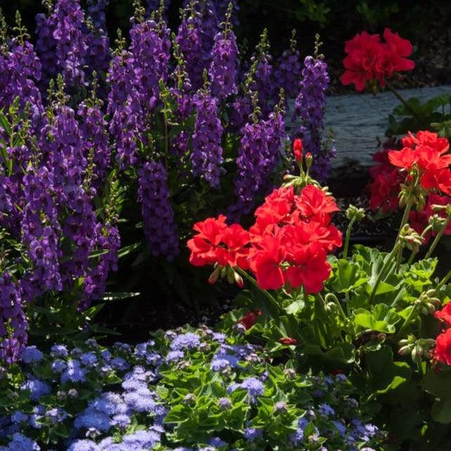 Pelargonium interspecific 'Calliope Large Orange Splash' ~ Calliope® Large Orange Splash Geranium-ServeScape