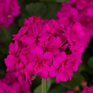Pelargonium interspecific 'Calliope Medium Violet' ~ Calliope® Medium Violet Geranium-ServeScape