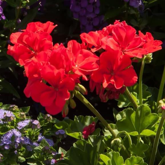 Pelargonium interspecific 'Calliope Large Orange Splash' ~ Calliope® Large Orange Splash Geranium-ServeScape