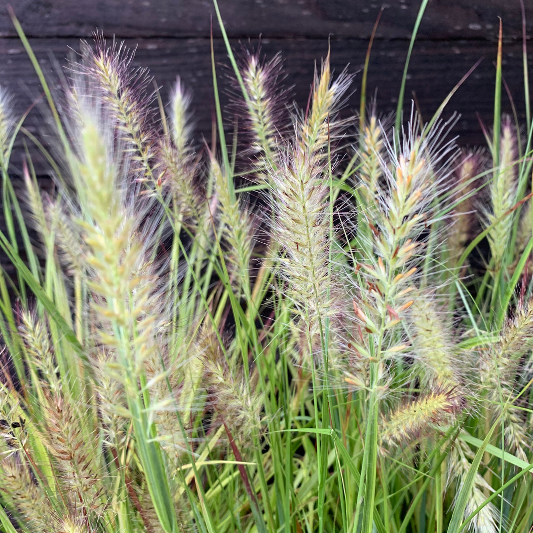 Pennisetum alopecuroides 'Desert Plains' ~ Prairie Winds® Desert Plains Fountain Grass-ServeScape